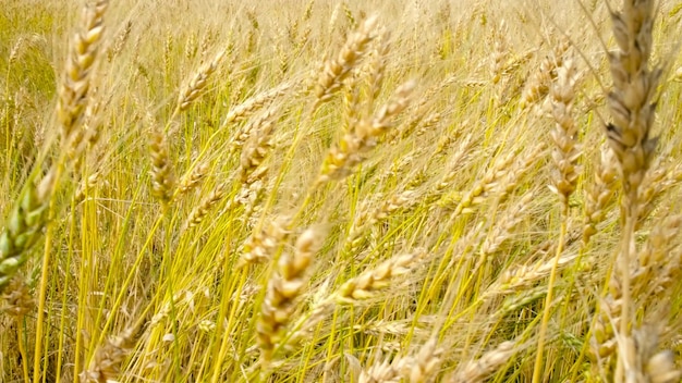 Geel tarweveld in oogstseizoen