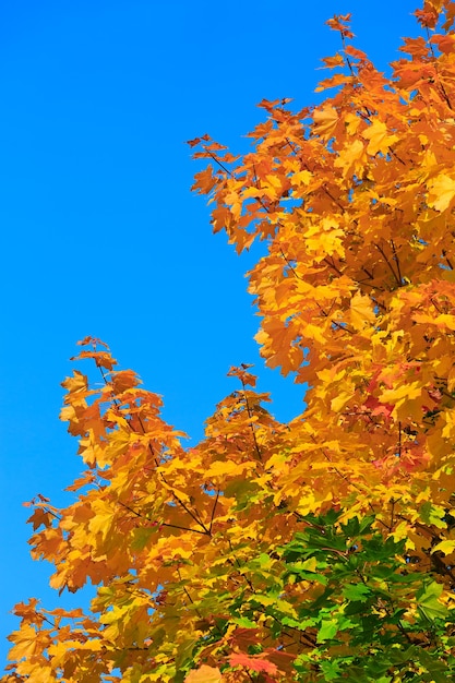 Geel van esdoornbladeren in de herfst op een achtergrond van blauwe lucht