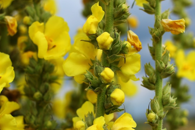 Geel veld bloem close-up