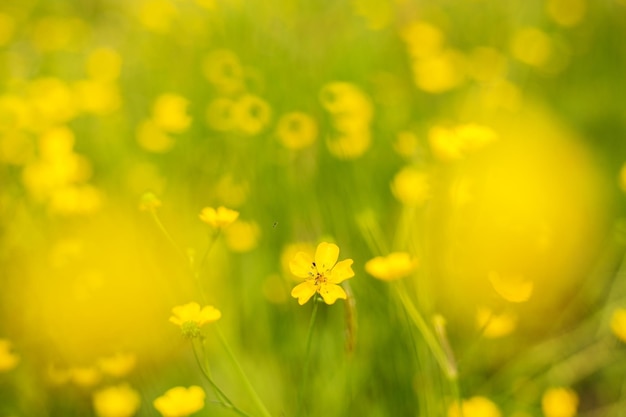 Geel veld met bloemen