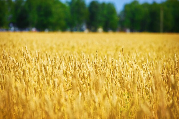 Geel veld met tarweoren op een zonnige zomerdag Landbouwgrond van een boer