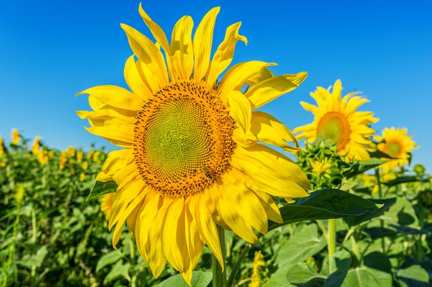 Geel veld met zonnebloemen