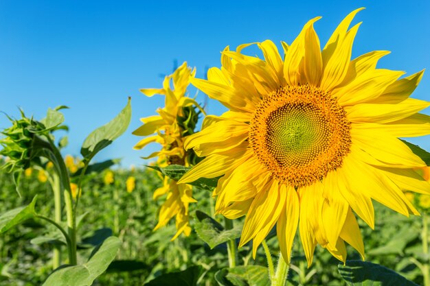 Geel veld met zonnebloemen