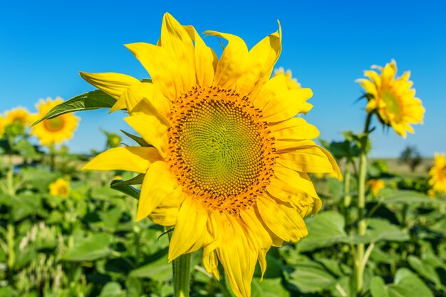 Geel veld met zonnebloemen