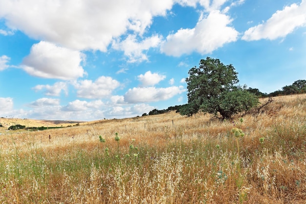 Geel veld tegen de achtergrond van prachtige wolken, Israël