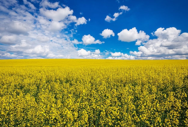 Geel veldkoolzaad in bloei met blauwe lucht en witte wolken