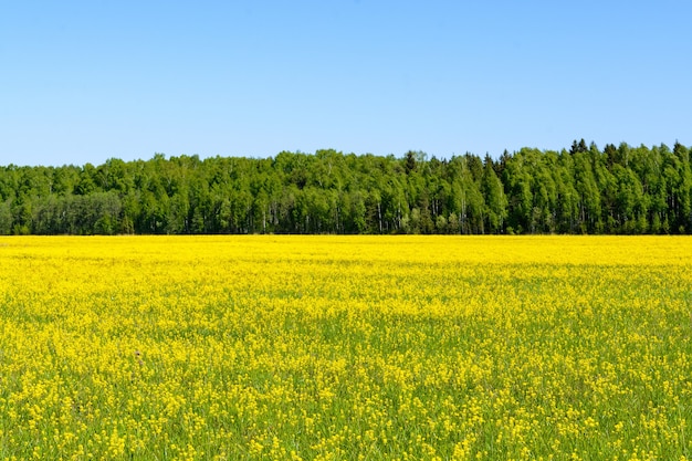 Geel veldkoolzaad in de lente