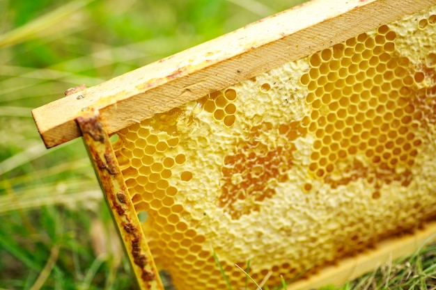 Geel verzegelde cellen op het frame. honingkader met rijpe honing. houten frame met honingraten vol acaciahoning.