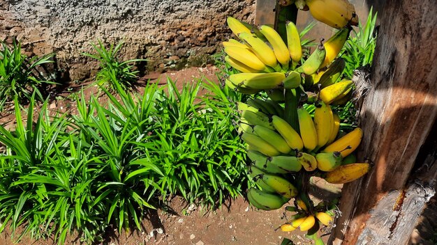 Geelachtig groen bananenfruit op een oude bananenboom. Bananenproductie in de achtertuin 02