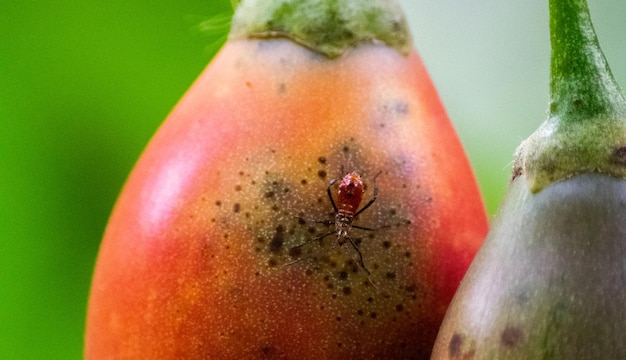 Geelachtige vrucht van de Chilto Solanum betaceum