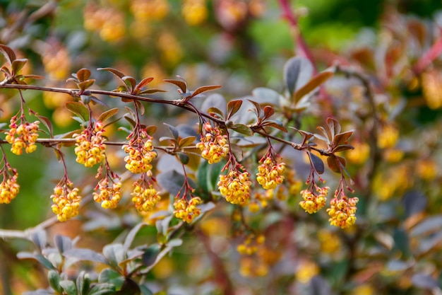 Foto geelbloeiende plant van thunberg's berberis berberis thunbergii ook wel bekend als de japanse berberis of rode berberis berberisstruik in parkbloei met gele bloemen