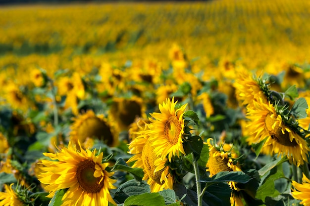 Geelbloeiende zonnebloemen in de zomer