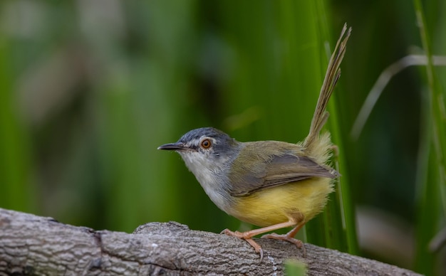 Geelbuikige Prinia op takboom Dierenportret