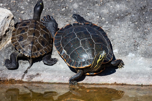 Geelbuikschildpad Reptielen en reptielen Amfibieën en amfibieën Tropische fauna Wildlife en zoölogie