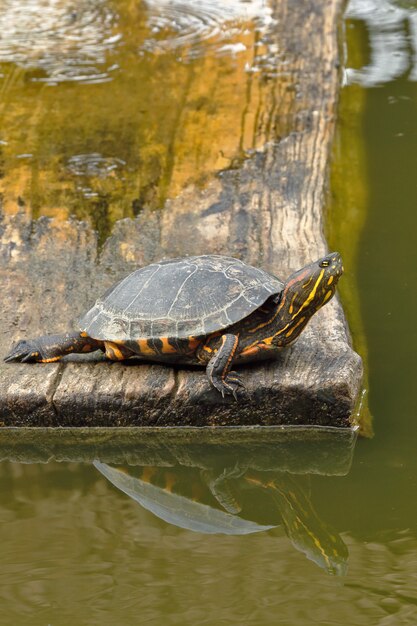 Geelbuikschildpad (Trachemys scripta elegans)