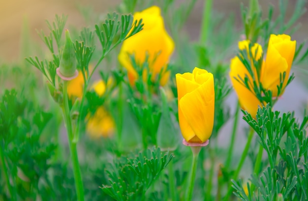 Geelere bloem in zachte focus