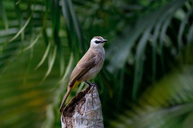 Foto geelgeel bulbul op de perch pycnonotus goiavier