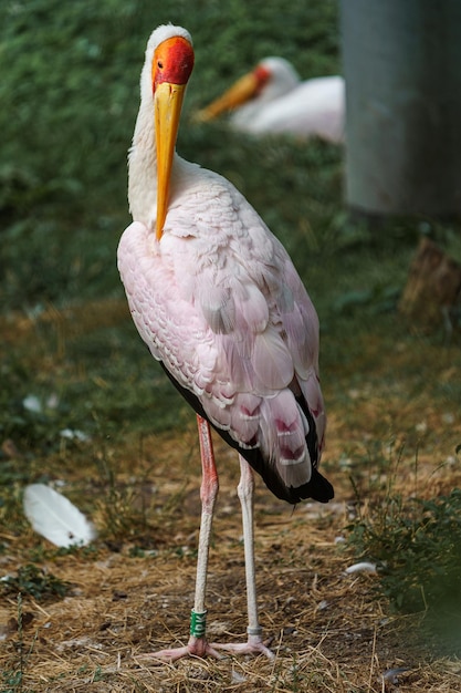 Geelgefactureerde ooievaar