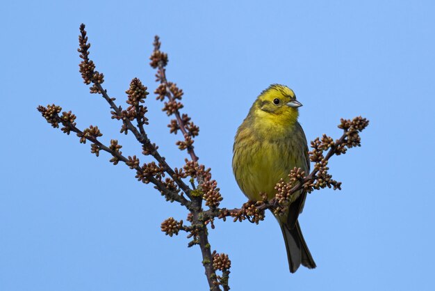 Geelgors Emberiza citrinella