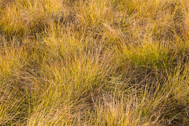 Geelgroen gras met zonlicht in de herfst