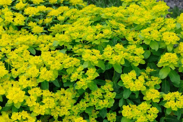 Geelgroene bloemen in Fulda Hessen Duitsland