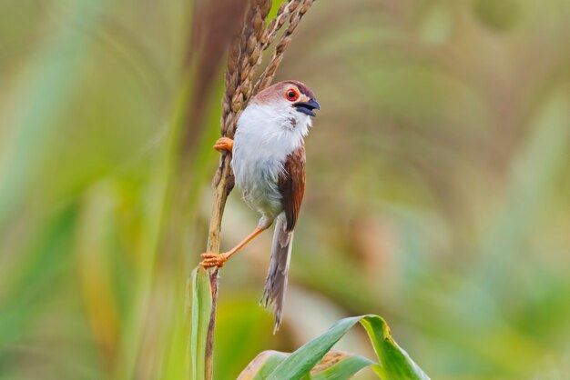 Geelogige Babbler Chrysomma sinense Prachtige vogels van Thailand