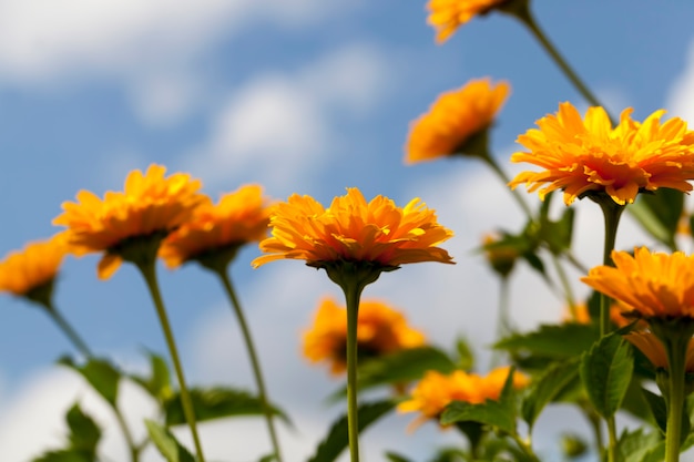 Geeloranje bloemen in de zomer