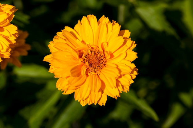 Geeloranje bloemen in de zomer