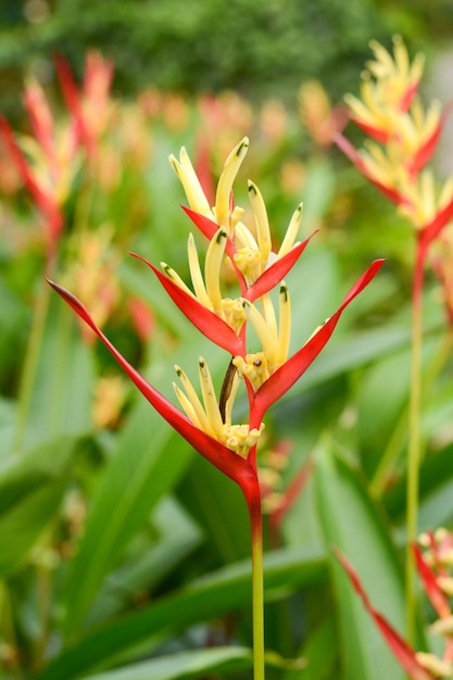 Geeloranje bloemen