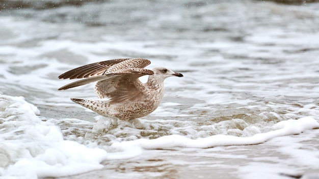 Geelpootmeeuw, Larus michahellis, spetterend in het Baltische zeewater. Close-up van juveniele zeemeeuw die vleugels spreidt, wandelend aan de kust.