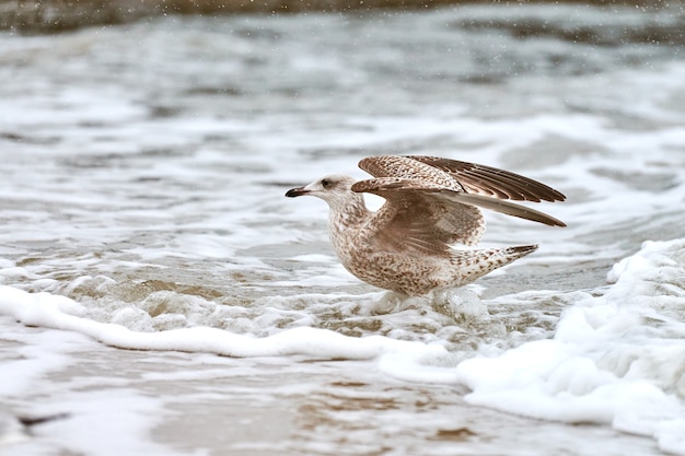 Geelpootmeeuw, Larus michahellis, spetterend in het Baltische zeewater