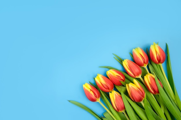 geelrode tulpen op een blauwe achtergrond met ruimte voor tekst en gefeliciteerd