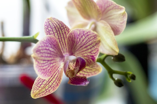 Geelroze orchidee met groene bloemknoppen op een kleurrijke achtergrond