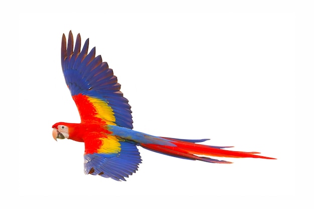 Geelvleugelara papegaai vliegen geïsoleerd op witte achtergrond