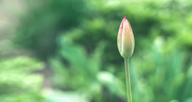 Geen bloeiende tulpenknop op een achtergrond van groen gras Natuurlijke achtergrond