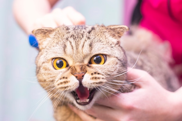 Geen gelukkige kat in de huisdierensalon. Het verzorgen van katten in een schoonheidssalon voor huisdieren. De meester kamt overtollig haar uit. Express rui