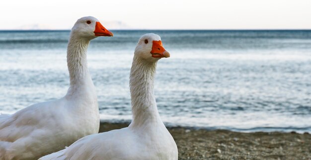 Geese on the beach