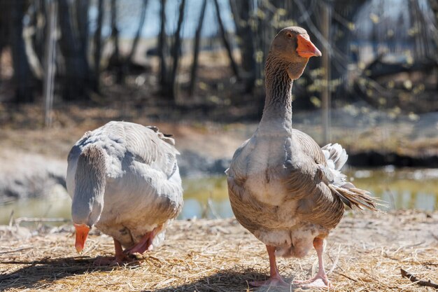 Geese by the pond on an ecofarm