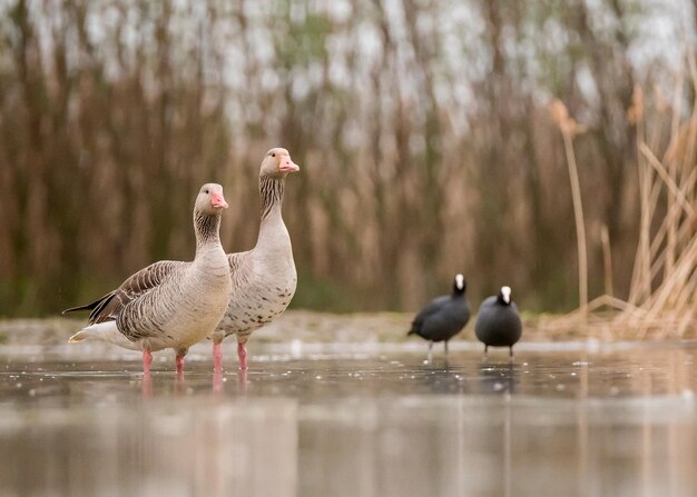 Foto anze e galline nel lago