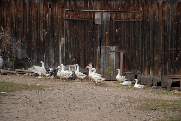 Photo geese in the countryside