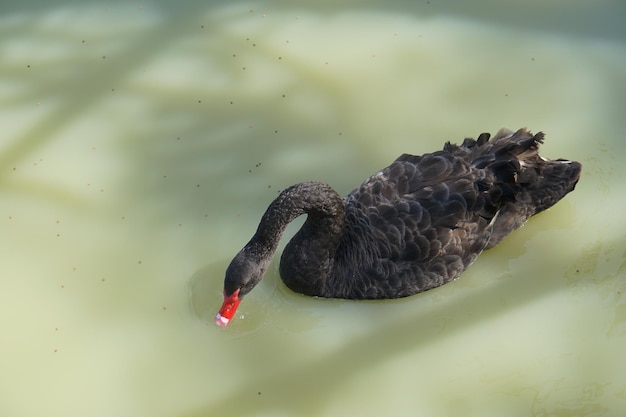 The geese float in the river looking for food