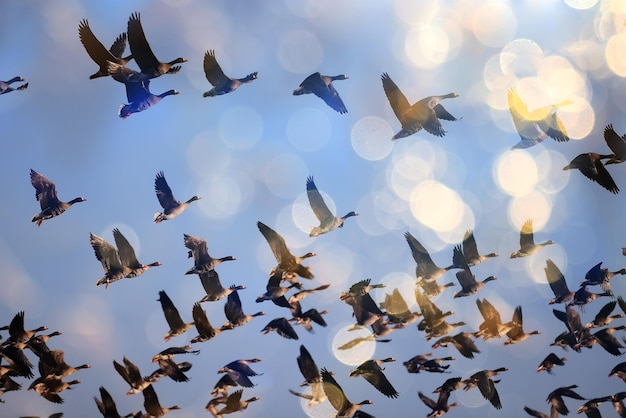 ガチョウ 群れ 空 自由 野生動物 鳥