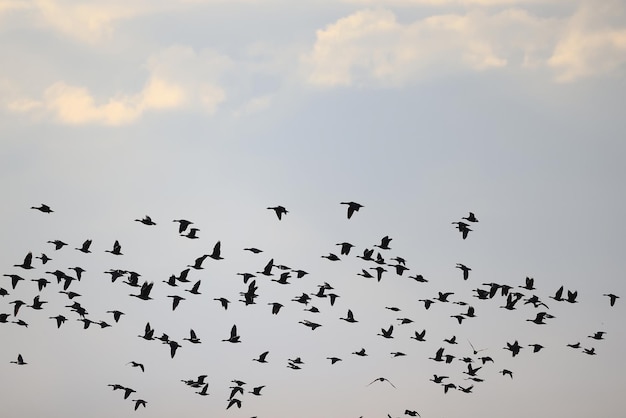 ガチョウ 群れ 空 自由 野生動物 鳥