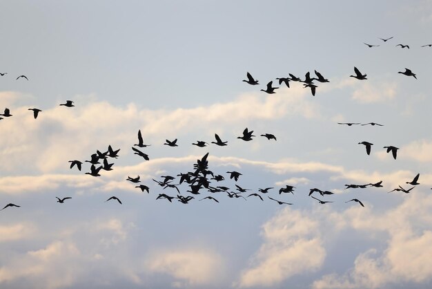 ガチョウ 群れ 空 自由 野生動物 鳥