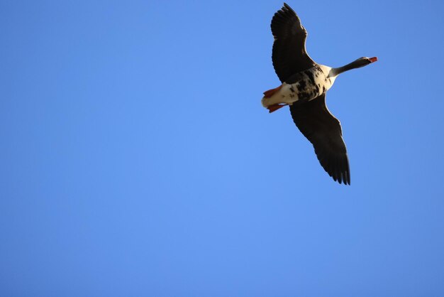 geese flock against the sky freedom wildlife birds