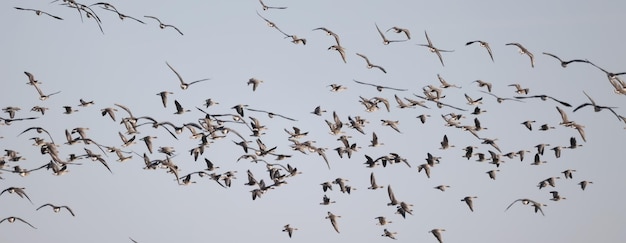 ガチョウ 群れ 空 自由 野生動物 鳥