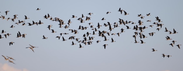 geese flock against the sky freedom wildlife birds