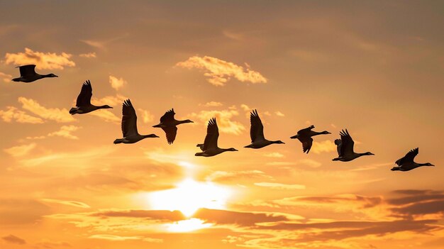 Photo geese flying in the sunset photo