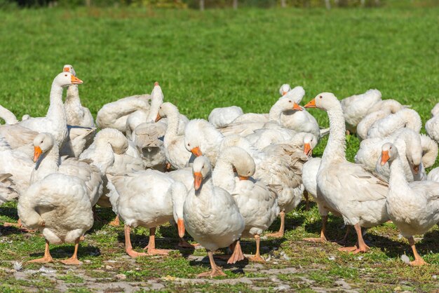 Geese gaggle grazing on green grass on farm