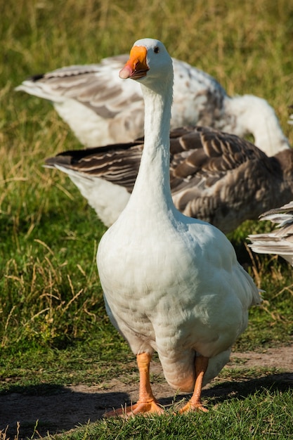 Geese in the grass. Domestic bird. Flock of geese. Domestic geese graze on traditional village goose farm. Group goose running in village. White and gray geese.